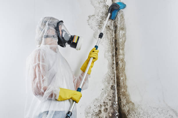 Best Certified Mold Removal  in Chattahoochee, FL
