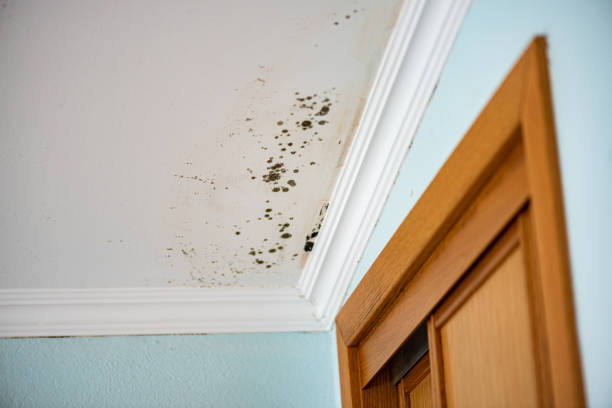 Best Mold Removal Company Near Me  in Chattahoochee, FL