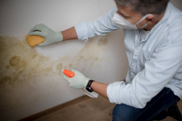 Best Toxic Mold Removal  in Chattahoochee, FL