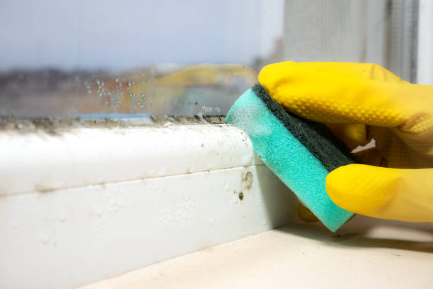 Best Professional Mold Removal  in Chattahoochee, FL