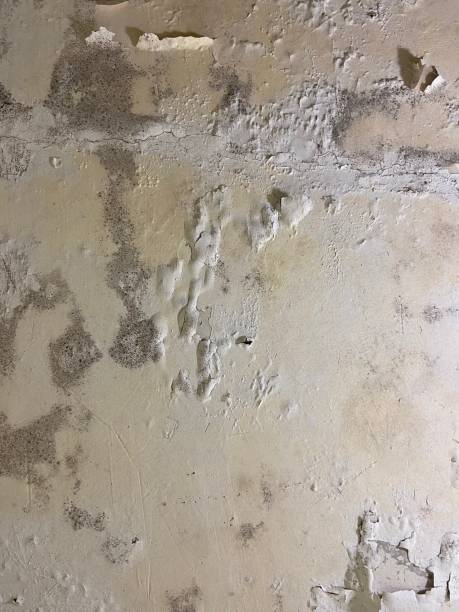 Best Fast Mold Removal  in Chattahoochee, FL