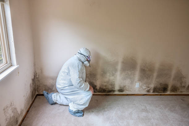 Best Office Mold Removal Services  in Chattahoochee, FL