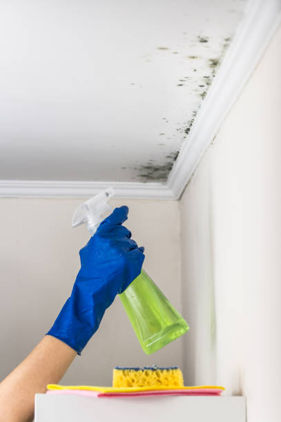 Best Commercial Mold Removal  in Chattahoochee, FL