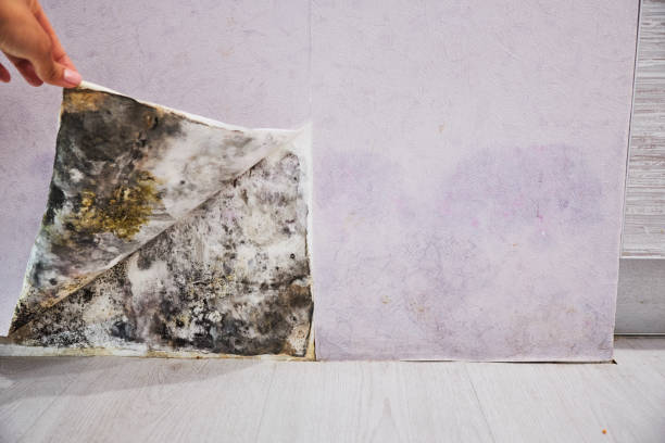 Best Same-Day Mold Removal  in Chattahoochee, FL